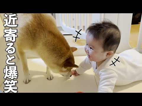 【爆笑】柴犬と一緒に遊べると思い嬉しくなって笑う赤ちゃん