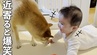 【爆笑】柴犬と一緒に遊べると思い嬉しくなって笑う赤ちゃん