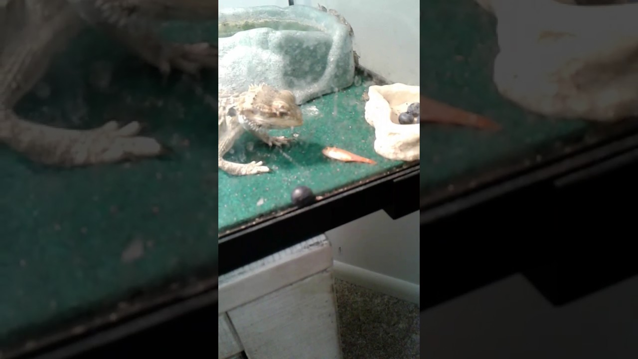 Bearded Dragon Eats Fish YouTube