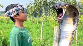 Anaconda Snake 3 in Real Life HD Video