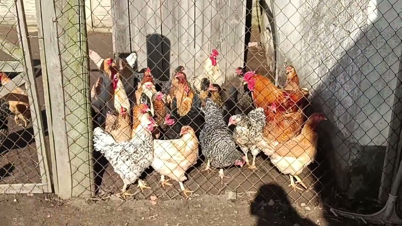 28 февраля 2026 г Весна пришла, как пережили морозы