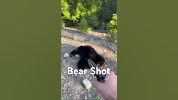 Handgun Bear Hunting. I attacked the bear.  #bearhunting #blackbearhunting #pistolhunting #handgun