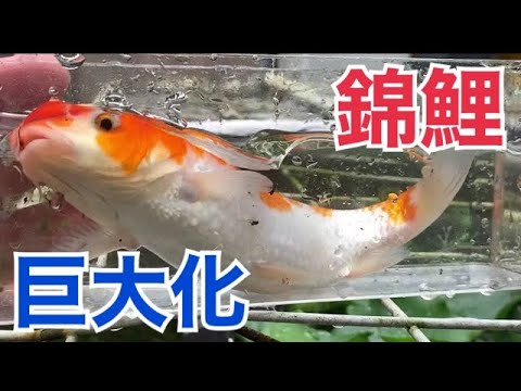 錦鯉 4匹まとめて。