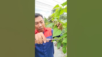 Cắt tỉa cành cho cây hoa giấy.  Bonsai Khoa Trương
