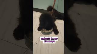 Yung nahiya ka sa Talent mopero ang Isa hindi. #dog #doglover #chowchow #cute #love #funny #pet