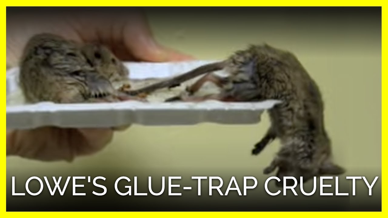 Lowe's GlueTrap Cruelty YouTube