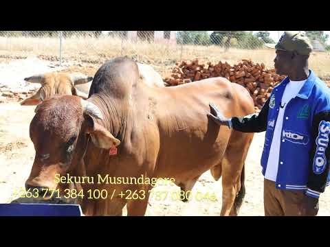 Bhuru Rakatengwa 40 000 US DOLLARS NaSekuru Musundagore