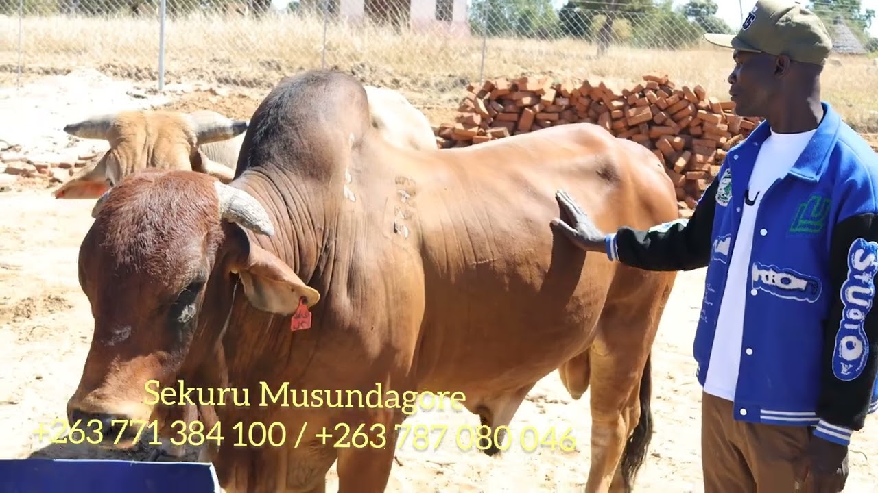 Bhuru rakatengwa 40 000 US DOLLARS naSekuru Musundagore 