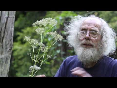 Video: Pěstování kozlíkových bylinek – informace o použití a péči o kozlíkové bylinky