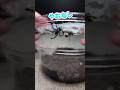 うめぼし(タランチュラ)の初脱皮　#タランチュラ #tarantula #奇虫