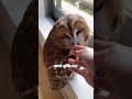 পেঁচা সম্পর্কে অজানা তথ্য। #owl