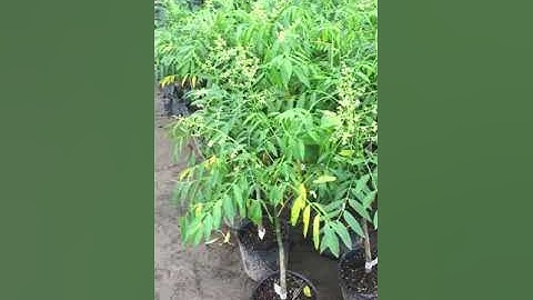 CÂY CÓC THÁI HÀNG F1 ĐÃ RA HOA SDT 0988630871