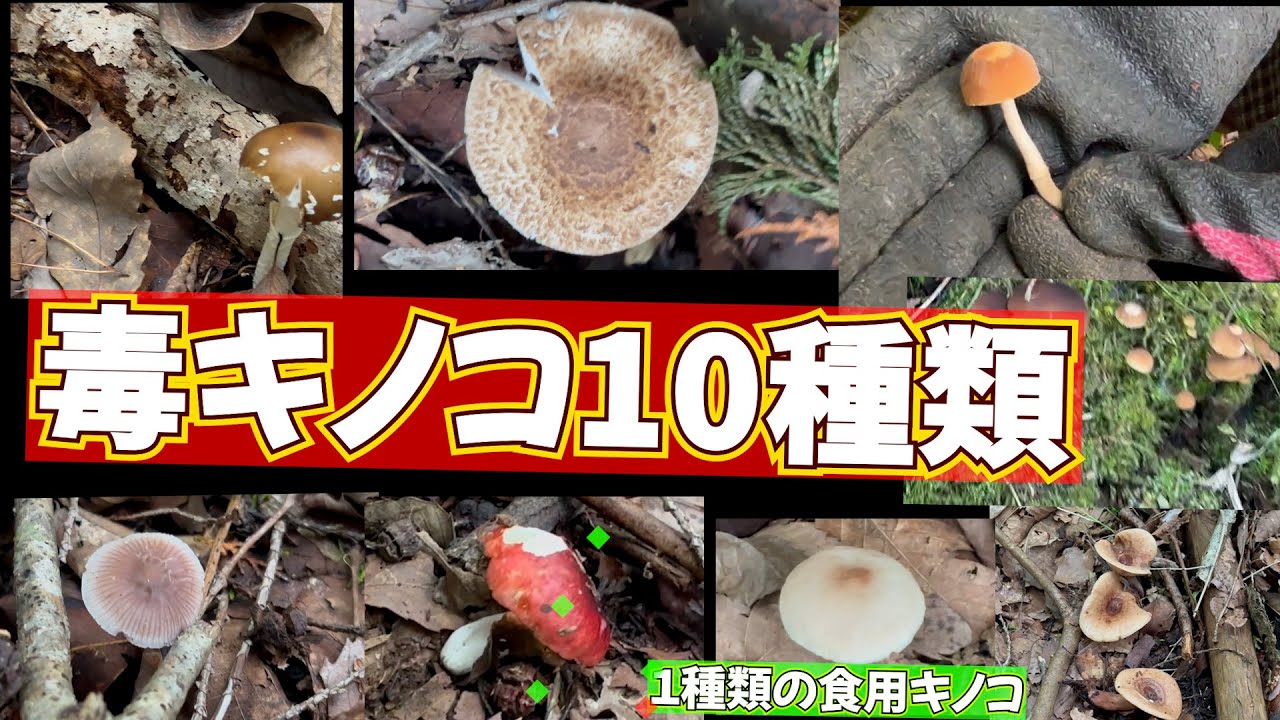 毒キノコ】10種類と1種類の食用キノコ見つけました＃72歳のVIOG - YouTube