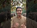 khubsurat Jangle