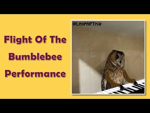 flight-of-the-bumblebee-performance