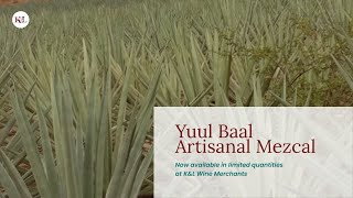 Yuul Baal Wild Agave Artisanal Mezcal