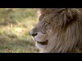 Hunt in Africa | Somerby Safaris