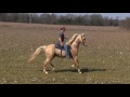 SOLD! Billy The Kid Palomino Racking SHOBA Stallion