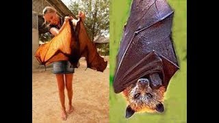 Is it a Vampire killer blood sucking bat?