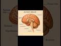 🧠 The Human Brain: Command Center of Life ⚡ #trending #shortsfeed #shorts #brain #youtubeshorts