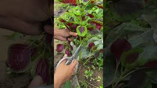 야채를 자르다 #farming #enjoyrurallife #naturerurallife #vegetables #garden #rogator #short