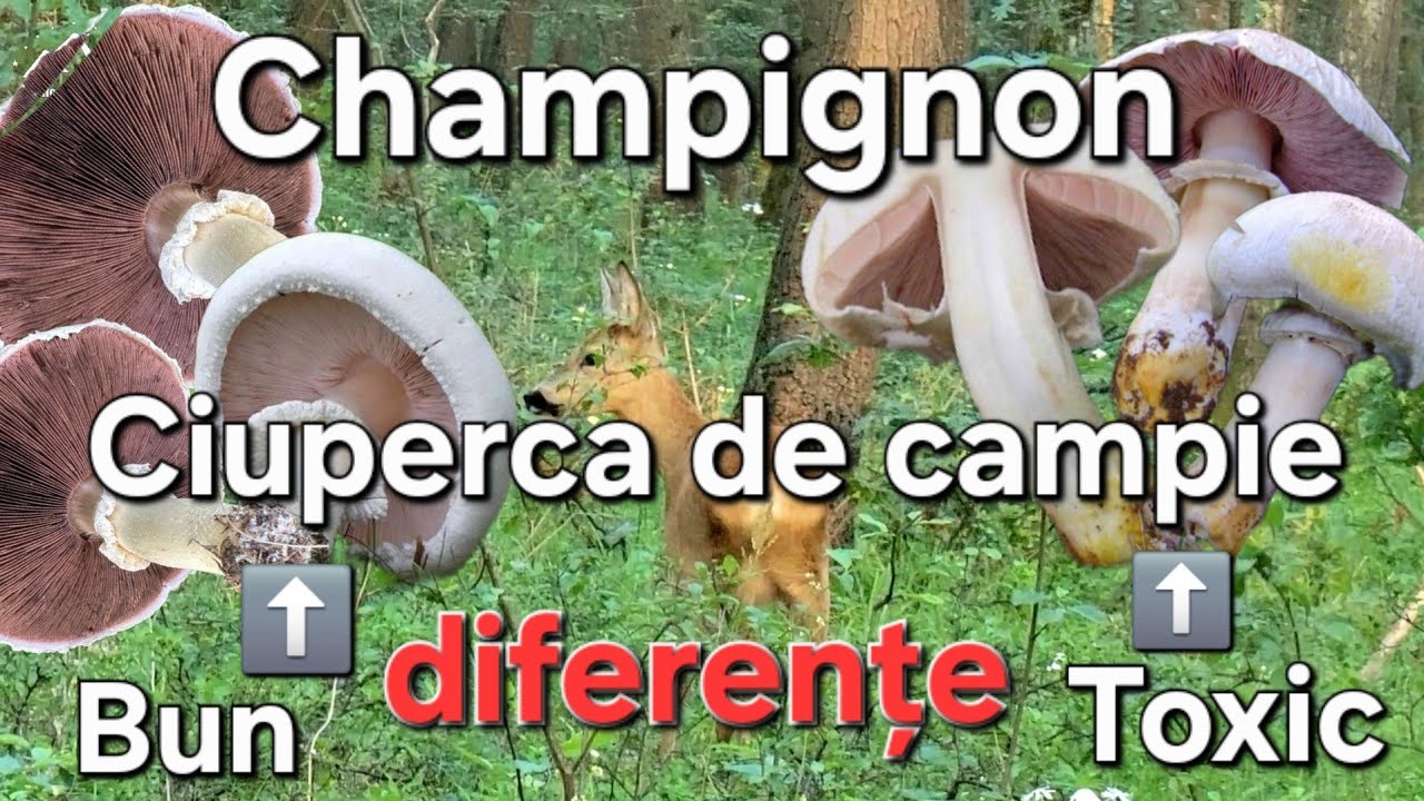 Cea mai buna Ciuperca de Câmp / Cum diferențiem specia Comestibila de cea Toxica? Diferențe