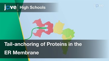 Tail-anchoring of Proteins in the ER Membrane | Cell Bio | Video Textbooks - Preview