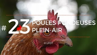 POULES PONDEUSES PLEIN-AIR