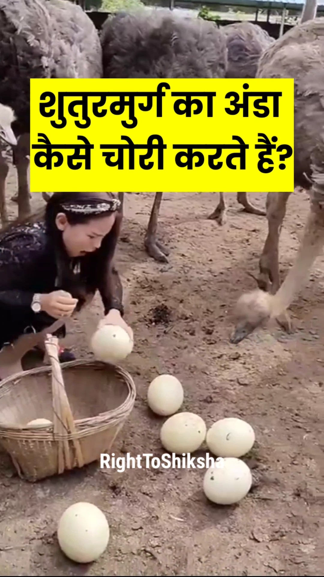 शुतुरमुर्ग का अंडा कैसे चोरी करते हैं? By Right To Shiksha
