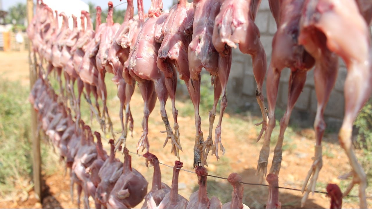 QUEEN of QUAIL Curry / Using 50 Quails / Village food factory YouTube