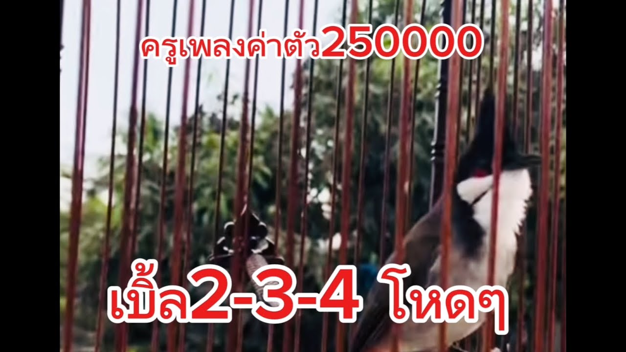 ครูเพลงนกเบิ้ล2_3_4 ค่าตัวแพง ก็อปติดราคาสูง#นกกรงหัวจุก #นกกรงหัวจุกเบิ้ลอาชีพ