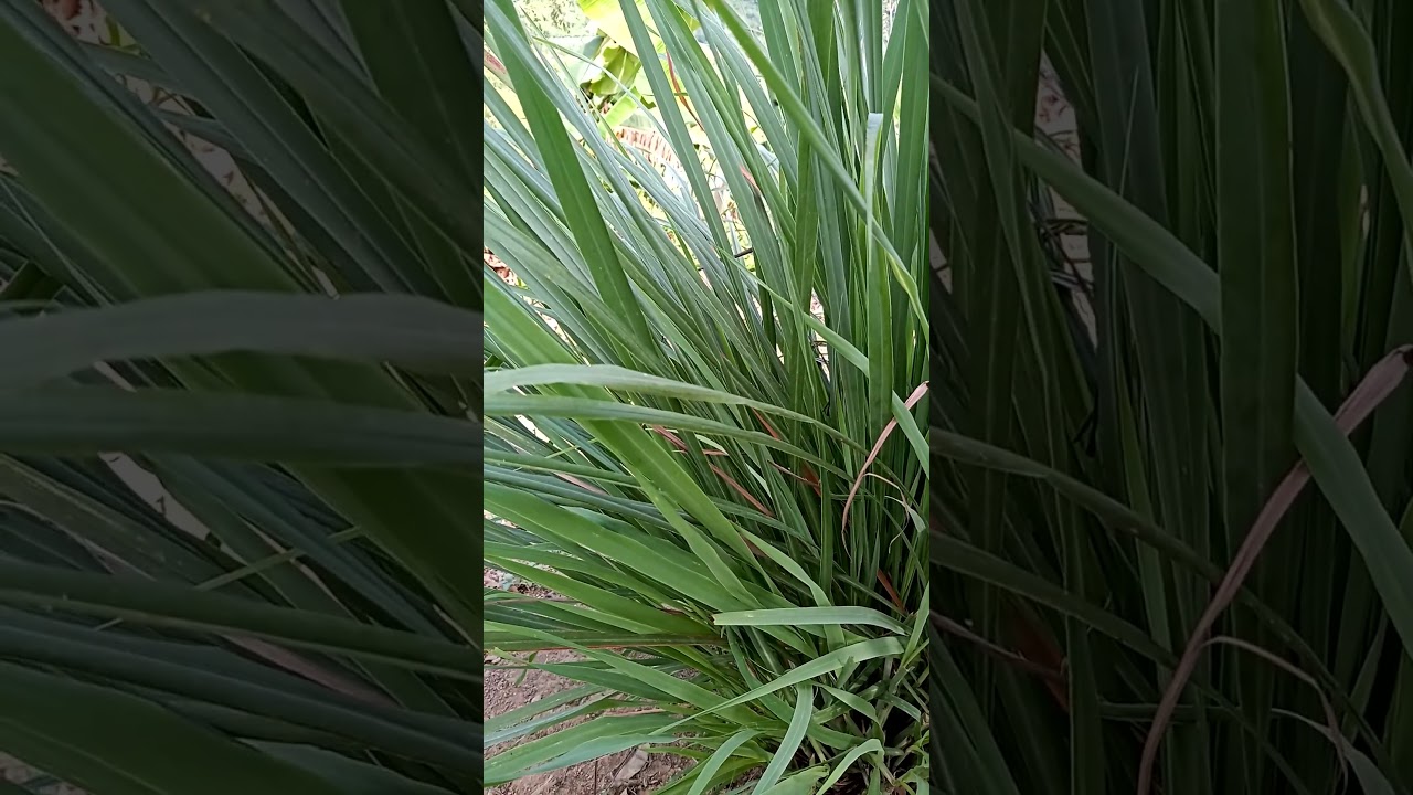 la hierba Luisa y sus propiedades curativas 