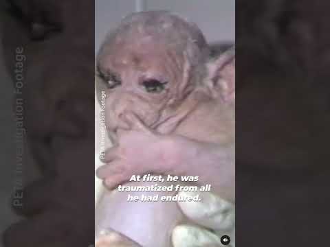 World Day For Animals In Labs - Britches' Story
