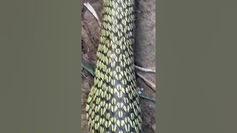 Rắn lục xiêu khủng #shorts