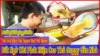 Phát hiện cao thủ guppy gần nhà, nuôi dòng cá khủng và hiếm full gold supper short body |DLB Vlog