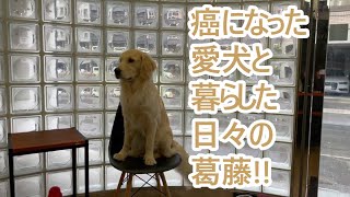 癌になった愛犬と暮らし日々の葛藤！ゴールデンレトリバーティト。goldenretrieverpuppy