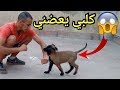 Mon chien me mord 😡😭 لماذا كلبي يعضني؟