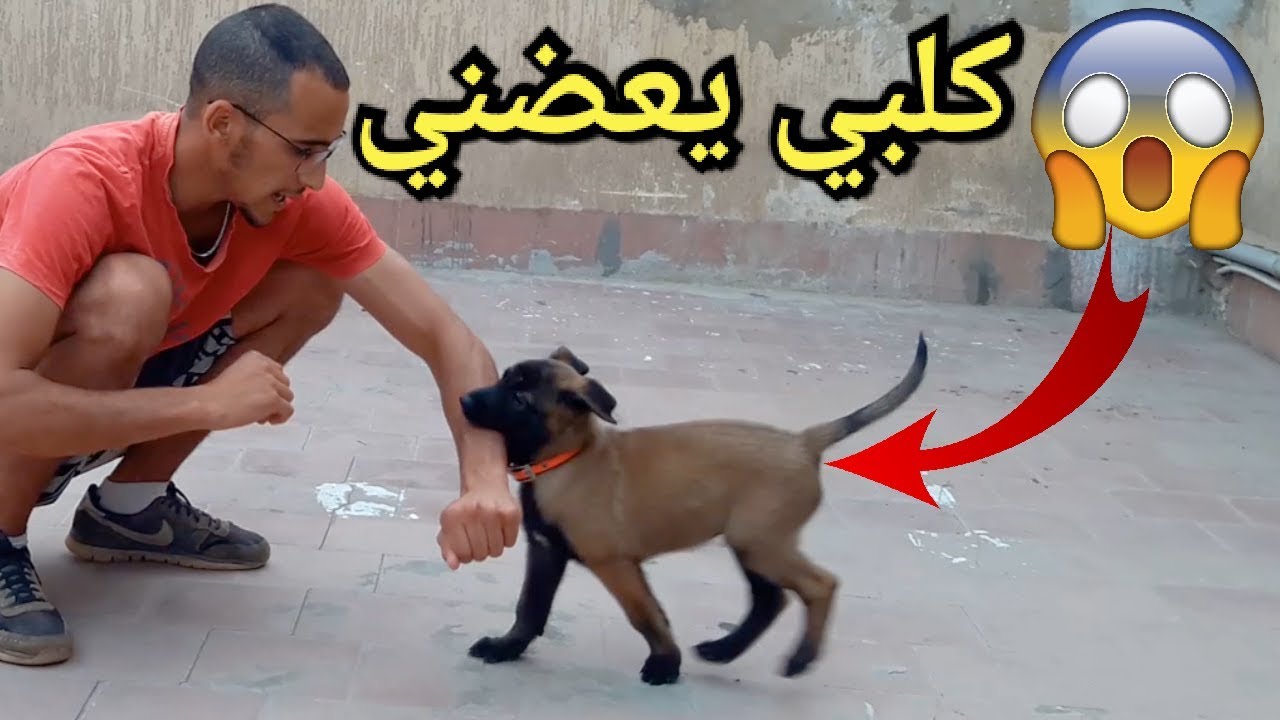 Mon chien me mord 😡😭 لماذا كلبي يعضني؟ - YouTube