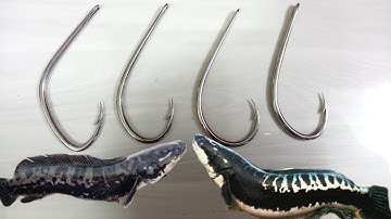 🐣 Lưỡi Câu Cá Quả, Cá Lóc Bông, Cá Chuối, 0913260624 zalo Anh Bảy Thép