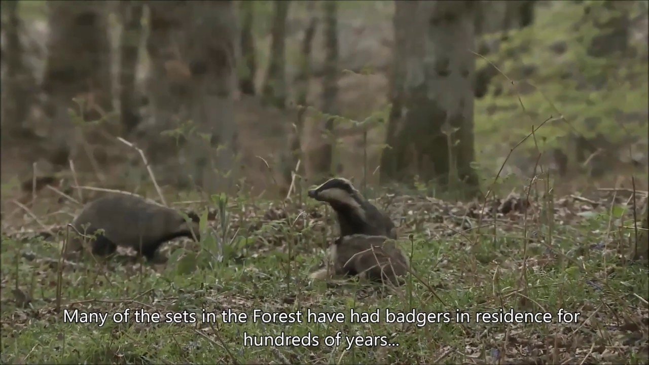 Badgers in the New Forest news