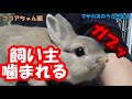 暴れうさぎ!!!これでもまだマシな方です!（笑）　ブラシ嫌いでも少し大人しく？アドメイトラパンラバーブラシの注意点、お手入れ、保管方法紹介！