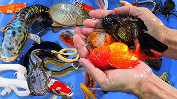 Tổng hợp các video cá cảnh đẹp, vịt con, cá trê, cá vàng, cá sấu, cá koi, cá ranchu