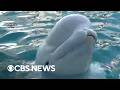 Inside the transfer of beluga whales from a closed Canadian theme park to U.S. aquariums