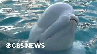 Inside the transfer of beluga whales from a closed Canadian theme park to U.S. aquariums