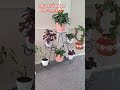 तुझे देखते ही चेहरा यू खिल जाता है 🪴😊#plants#gardeningideas#ytshorts