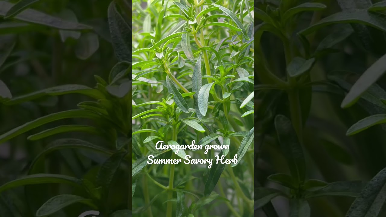Summer Savory Herb growing in an Aerogarden Harvest 