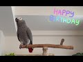 「ケイちゃん お誕生日だよ お誕生日だよ！」　2月16日 ケイ14歳になりました🎂これからもたくさんおしゃべりすると思いますが、皆さんどうぞよろしくお願いします😊 ケイ