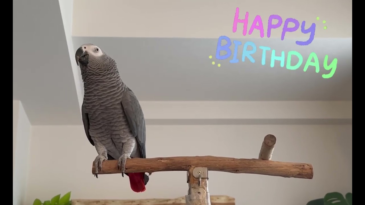 ケイちゃん お誕生日だよ お誕生日だよ！」 2月16日 ケイ14歳になり