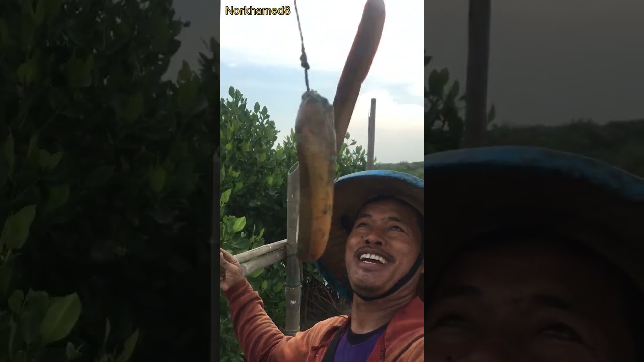 kumpulan strike belut norkhamed8