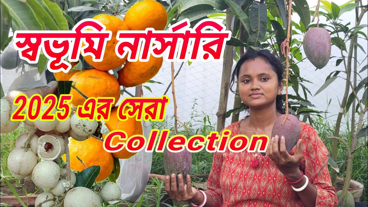 স্বভূমি নার্সারি দেশি ও বিদেশী ফলের সেরা Collection.   swabhumi nursery